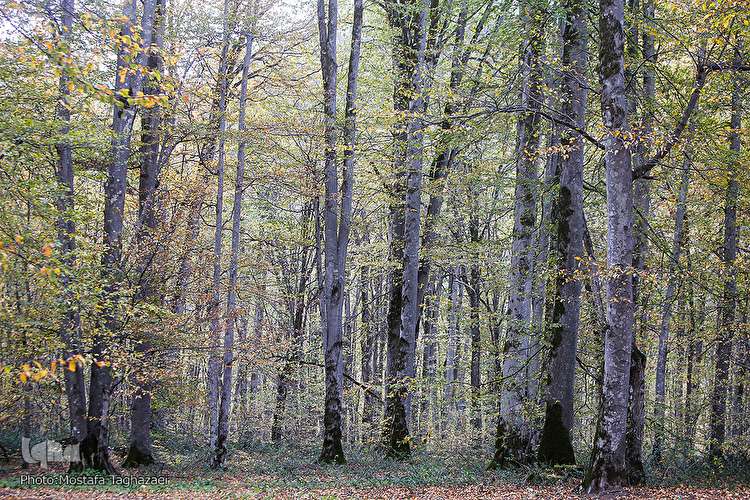 ثروتی از جنس طبیعت