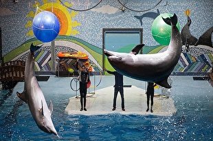 تصمیم برج میلاد به خداحافظی با دلفیناریوم