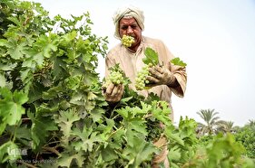 برداشت انگور از تاکستان غزاویه