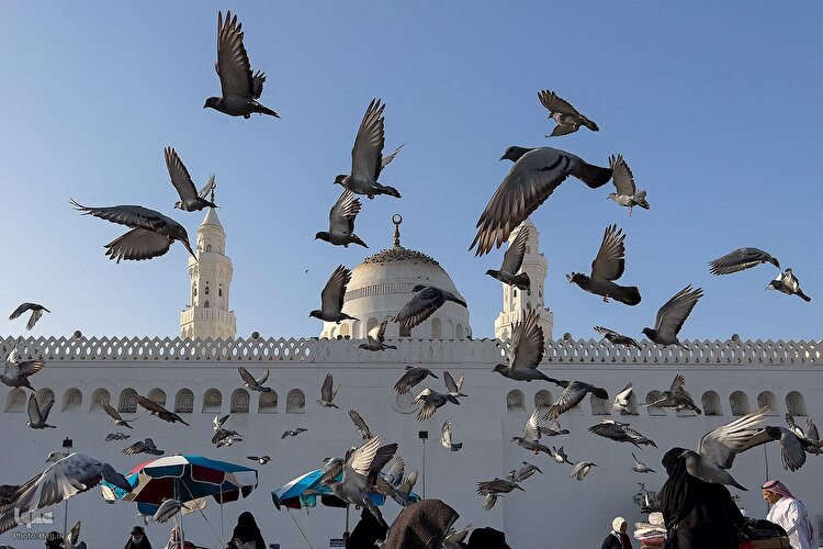 زیارت دوره زائران در مدینه منوره