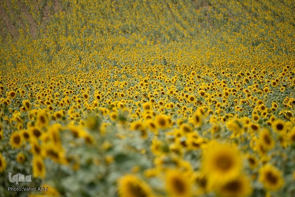برداشت تخمه افتابگردان از مزارع خراسان شمالی