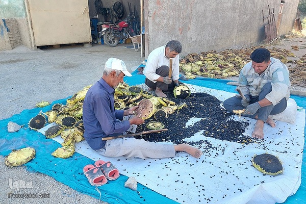 برداشت تخمه افتابگردان از مزارع خراسان شمالی