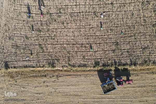 برداشت تخمه افتابگردان از مزارع خراسان شمالی