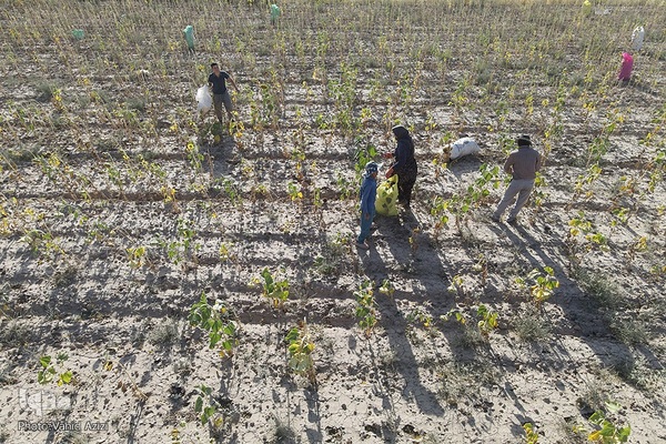 برداشت تخمه افتابگردان از مزارع خراسان شمالی