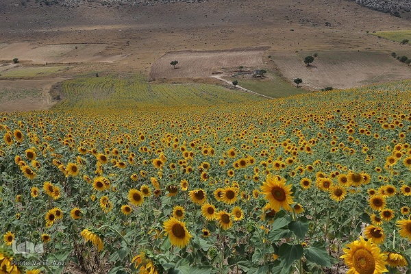 برداشت تخمه افتابگردان از مزارع خراسان شمالی