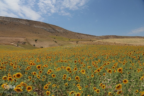برداشت تخمه افتابگردان از مزارع خراسان شمالی