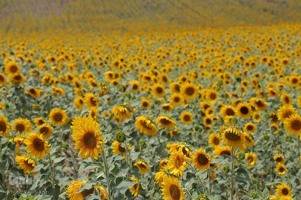 برداشت تخمه افتابگردان از مزارع خراسان شمالی
