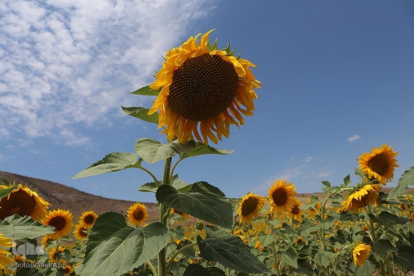 برداشت تخمه افتابگردان از مزارع خراسان شمالی