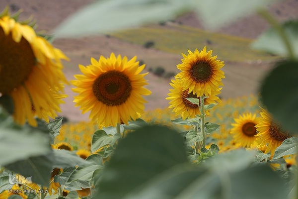 برداشت تخمه افتابگردان از مزارع خراسان شمالی