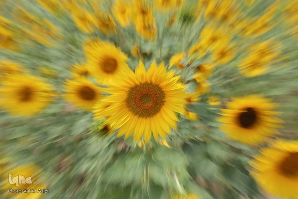 برداشت تخمه افتابگردان از مزارع خراسان شمالی