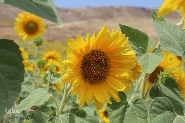 برداشت تخمه افتابگردان از مزارع خراسان شمالی