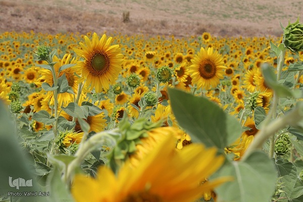 برداشت تخمه افتابگردان از مزارع خراسان شمالی