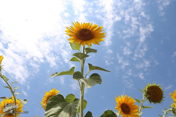 برداشت تخمه افتابگردان از مزارع خراسان شمالی