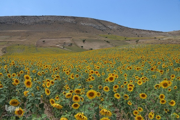برداشت تخمه افتابگردان از مزارع خراسان شمالی