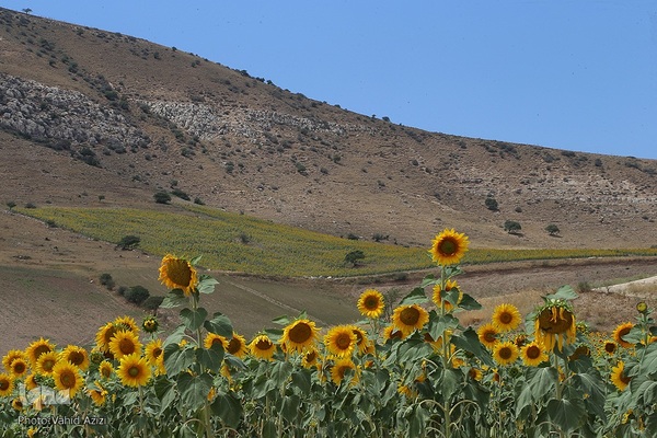 برداشت تخمه افتابگردان از مزارع خراسان شمالی