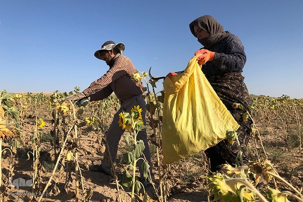برداشت تخمه افتابگردان از مزارع خراسان شمالی
