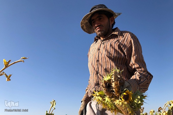 برداشت تخمه افتابگردان از مزارع خراسان شمالی