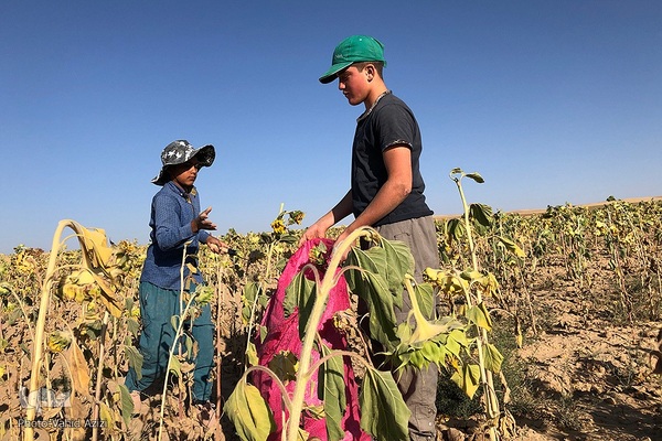 برداشت تخمه افتابگردان از مزارع خراسان شمالی