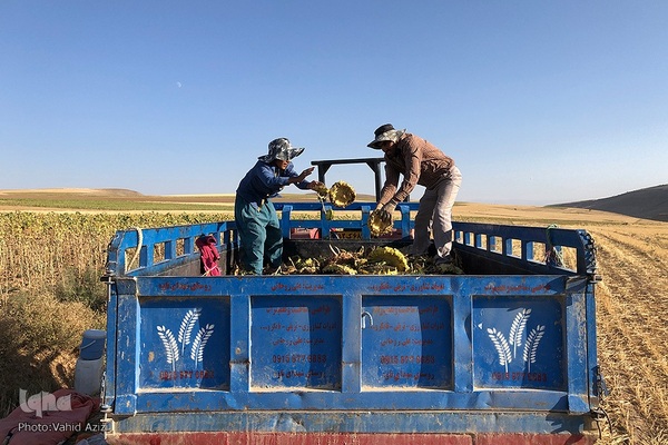 برداشت تخمه افتابگردان از مزارع خراسان شمالی