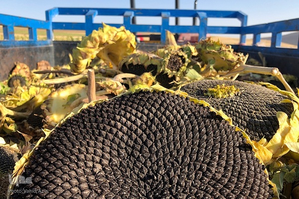 برداشت تخمه افتابگردان از مزارع خراسان شمالی