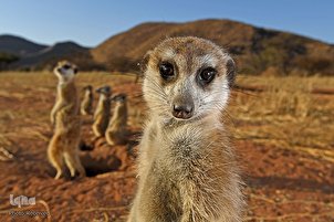 Les finalistes du Prix Nature Wildlife Photographer 2021