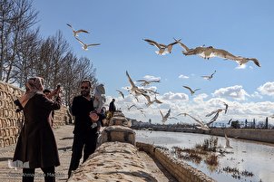 Shiraz accueille les mouettes