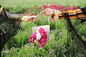 Récolte de fleurs dans le Sud-ouest de l'Iran