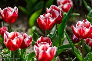 Festival des tulipes à Karaj
