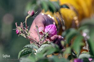 Récolte de roses dans le sud-ouest de l'Iran