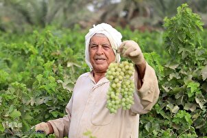 Récolte du raisin dans le Sud de l’Iran