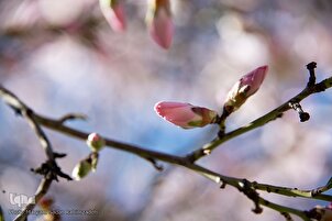 Fleurs printanières dans le Fars