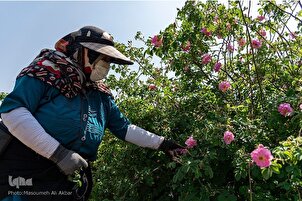 Iran : récolte de roses à Savojbolagh