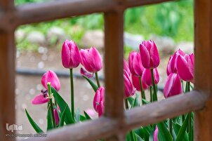 Festival des tulipes d'Asara dans la province iranienne d'Alborz