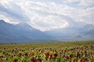 Дашти лолаҳои вожагуни Кӯҳранг